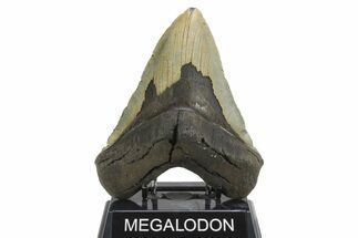 Fossil Megalodon Tooth - Huge NC Meg #298824