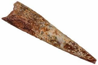 Fossil Pterosaur (Siroccopteryx) Tooth - Morocco #297831