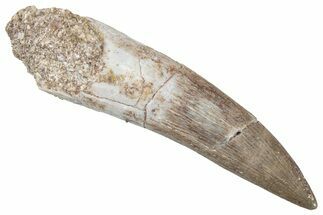 Fossil Plesiosaur (Zarafasaura) Tooth - Morocco #298277