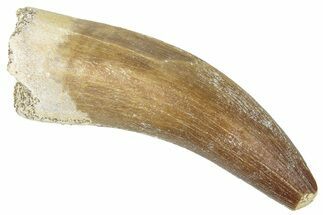 Fossil Plesiosaur (Zarafasaura) Tooth - Morocco #298284