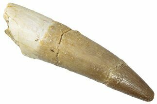 Fossil Plesiosaur (Zarafasaura) Tooth - Morocco #298304