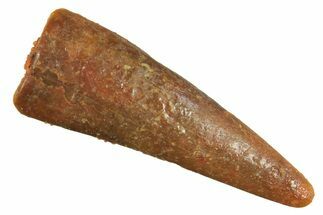 Fossil Pterosaur (Siroccopteryx) Tooth - Morocco #297945