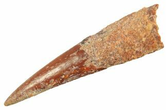 Fossil Pterosaur (Siroccopteryx) Tooth - Morocco #297947