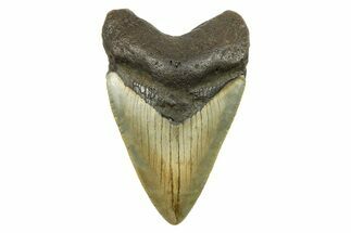 Serrated, Fossil Megalodon Tooth - North Carolina #298832
