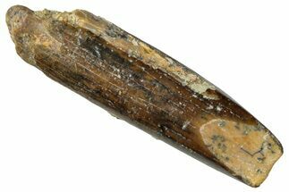 Fossil Sauropod Dinosaur (Titanosaur) Tooth - Morocco #298624
