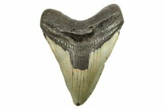 Fossil Megalodon Tooth - North Carolina #298960