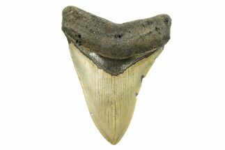 Serrated, Fossil Megalodon Tooth - North Carolina #298961