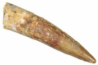 Juvenile Fossil Spinosaurus Tooth - Real Dinosaur Tooth #298360