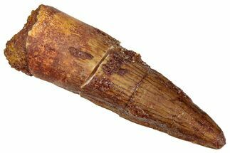 Juvenile Fossil Spinosaurus Tooth - Real Dinosaur Tooth #298375