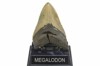 Serrated, Fossil Megalodon Tooth - North Carolina #299006