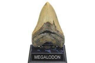 Serrated, Fossil Megalodon Tooth - Huge NC Meg #299010