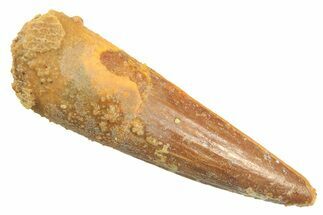 Juvenile Fossil Spinosaurus Tooth - Real Dinosaur Tooth #297318