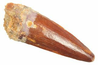 Juvenile Fossil Spinosaurus Tooth - Real Dinosaur Tooth #297321