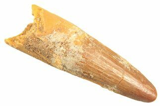 Fossil Spinosaurus Tooth - Real Dinosaur Tooth #297330