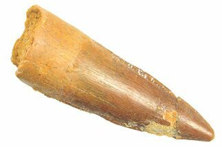 Fossil Spinosaurus Tooth - Real Dinosaur Tooth #297334