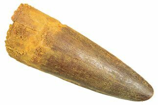 Fossil Spinosaurus Tooth - Real Dinosaur Tooth #297346