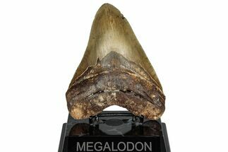 Serrated, Fossil Megalodon Tooth - North Carolina #298993