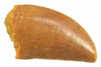 Serrated Raptor Tooth - Real Dinosaur Tooth #297750