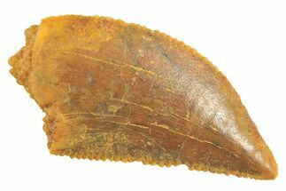 Serrated Raptor Tooth - Real Dinosaur Tooth #297751