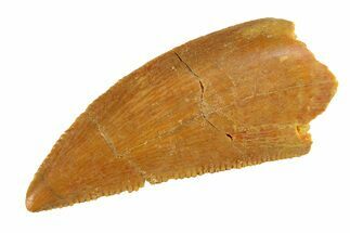 Serrated, Raptor Tooth - Real Dinosaur Tooth #295718