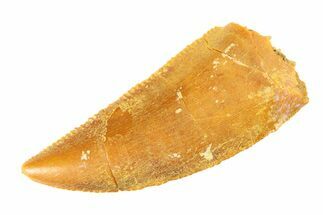 Serrated, Raptor Tooth - Real Dinosaur Tooth #295732