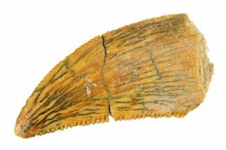 Serrated, Raptor Tooth - Real Dinosaur Tooth #295759