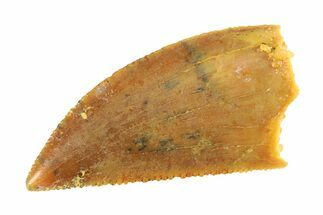 Serrated, Raptor Tooth - Real Dinosaur Tooth #295760