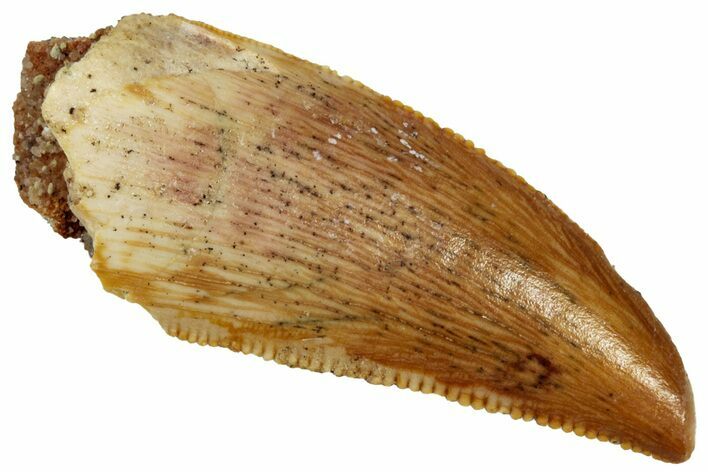 Serrated, .88