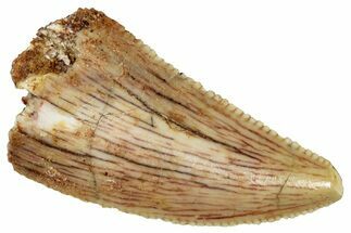 Serrated Raptor Tooth - Real Dinosaur Tooth #297571