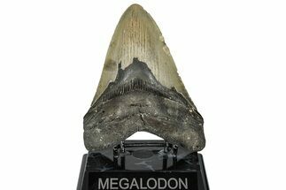Serrated, Fossil Megalodon Tooth - North Carolina #299056