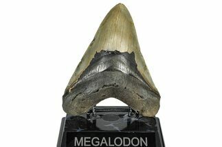 Serrated, Fossil Megalodon Tooth - North Carolina #299061