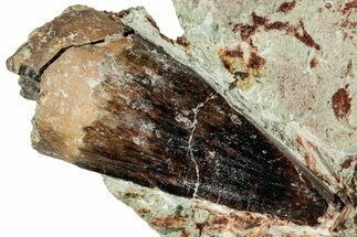 Baby Spinosaurus Tooth In Situ - Dekkar Formation, Morocco #299089