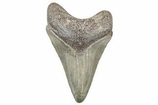 Serrated, Juvenile Megalodon Tooth - South Carolina #299157