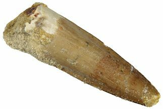 Fossil Spinosaurus Tooth - Real Dinosaur Tooth #299070