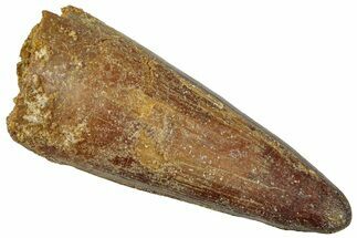 Cretaceous Fossil Crocodylomorph Tooth - Morocco #299216