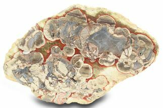 Polished Mushroom Jasper Section - Arizona #299292