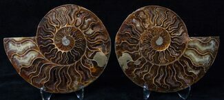 Cut/Polished Ammonite Pair - Crystal Pockets #16524