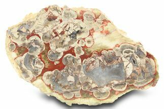 Polished Mushroom Jasper Section - Arizona #299349