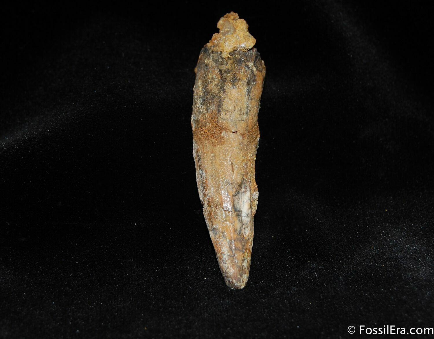 Spinosaurus Tooth For Sale (#305) - FossilEra.com