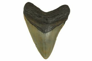 Fossil Megalodon Tooth - North Carolina #299400