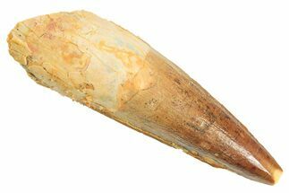 Fossil Spinosaurus Tooth - Real Dinosaur Tooth #296930