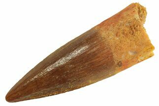 Juvenile Fossil Spinosaurus Tooth - Real Dinosaur Tooth #296945