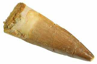 Fossil Spinosaurus Tooth - Real Dinosaur Tooth #299113