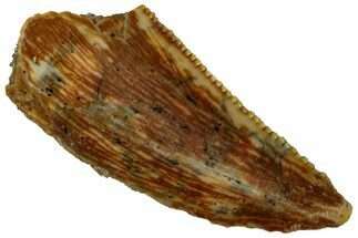 Serrated, Raptor Tooth - Real Dinosaur Tooth #296162