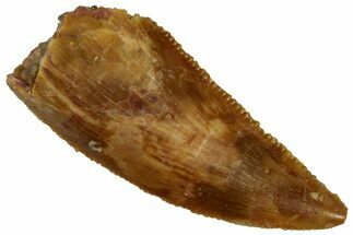 Serrated, Raptor Tooth - Real Dinosaur Tooth #296163