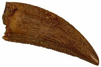 Serrated, Raptor Tooth - Real Dinosaur Tooth #296167