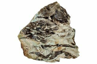 Colorful Polished Petrified Wood Slab - Turkey #299414
