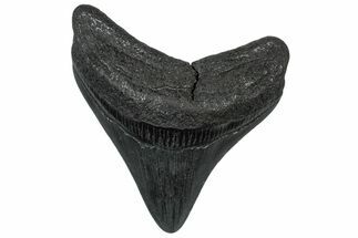 Posterior Fossil Megalodon Tooth - South Carolina #299420