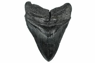 Fossil Megalodon Tooth - South Carolina #299431