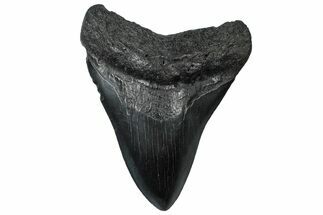 Fossil Megalodon Tooth - South Carolina #299448